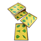 Gabinete Botánico Montessori de Madera – 24 hojas con botón de agarre - Montessorikidschile